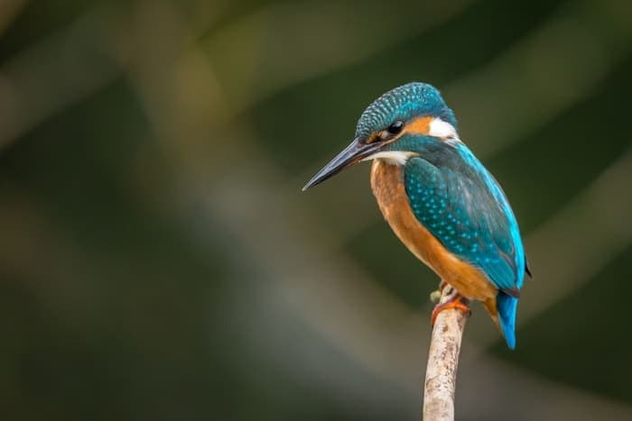 Birdwatching in Kenya: 50 Species to Look For