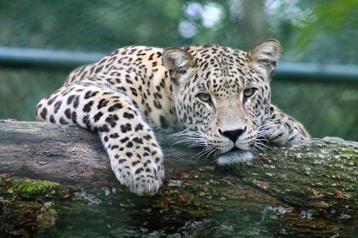 Kenya's Big Cats: Lions, Leopards and Cheetahs Compared