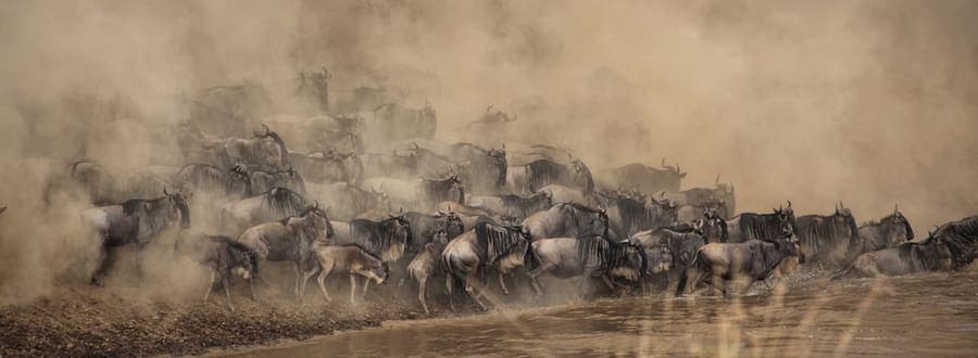 Wildebeest gathering to cross the Mara River during the Great Migration
