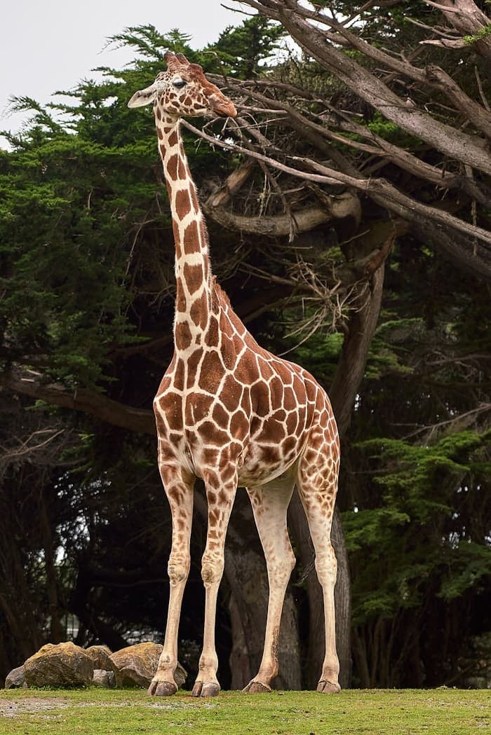 Safari & Wildlife