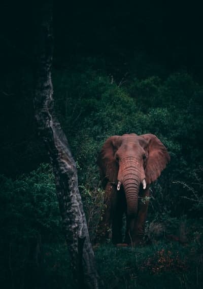 The Wildebeest River Crossing: A Photographer's Guide