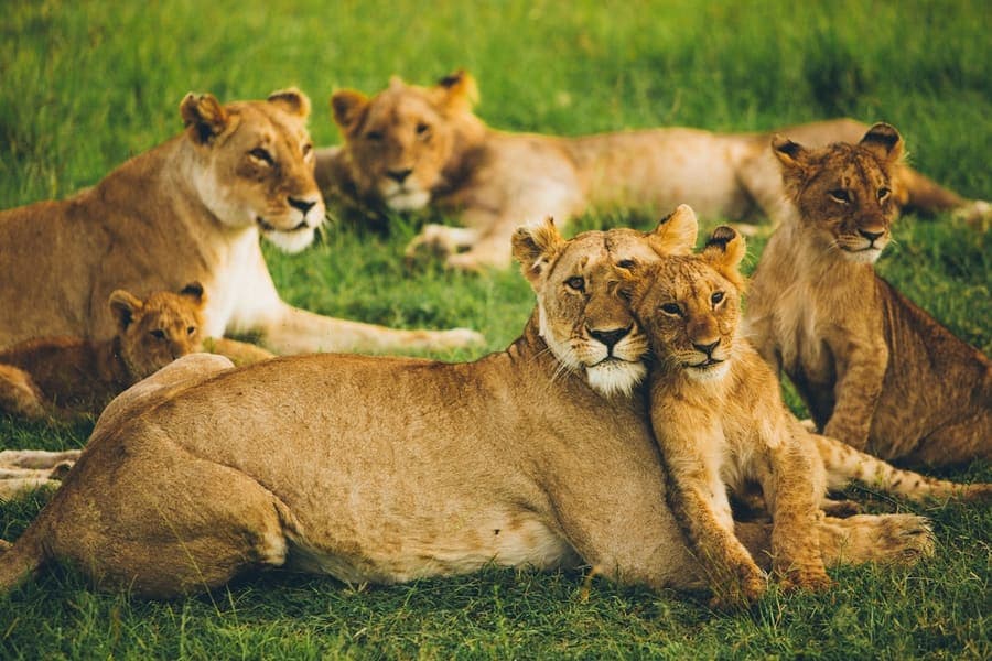 A pride of lions resting together on the plains of the Masai Mara, Kenya