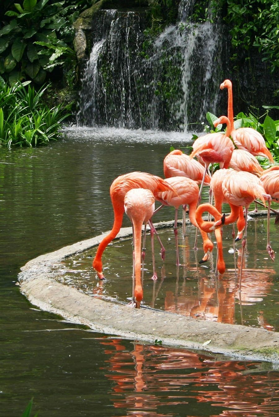 A flock of pink flamingos feeding at the edge of a lake