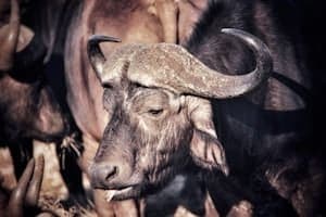 Buffalo