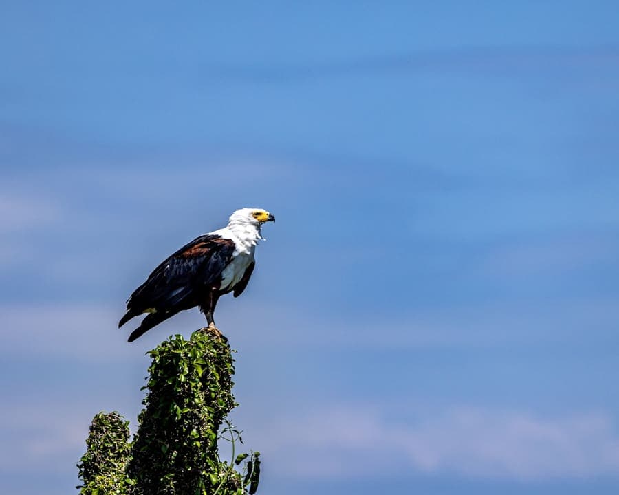 An African fish eagle perched in a tree in the Masai Mara, Kenya