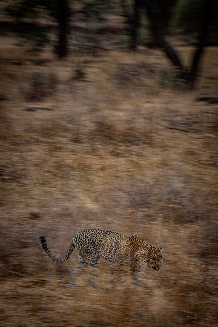 Maasai Mara: Full Day on the Plains