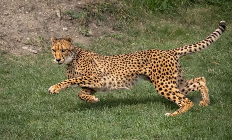 A cheetah running across grassy plains in the Masai Mara