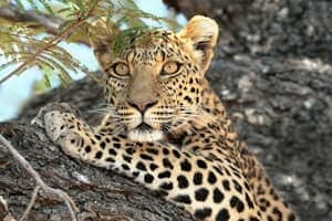 Leopard