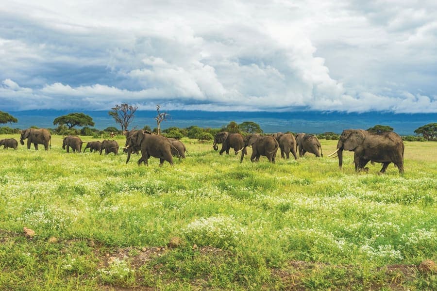 Elephant herd crossing Amboseli's plains with Mount Kilimanjaro in the background