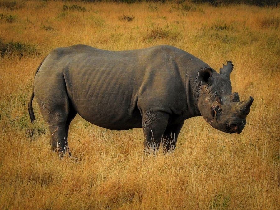 Nairobi to Ol Pejeta Conservancy